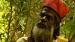Jah Bull
