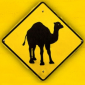 The Camel Riddim